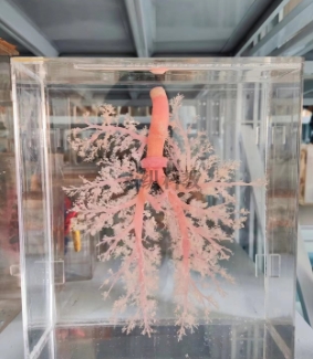 关于海洋生物标本你了解多少