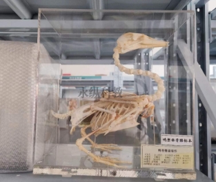 海洋生物标本详细分类都有哪些