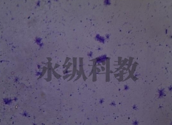 微生物切片该怎么做