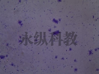 生物切片的常见类型及特点