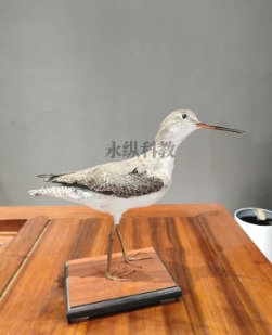 什么是动物仿真标本