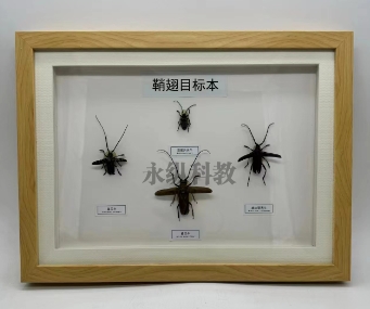 制作一个高质量的昆虫标本需要哪些步骤