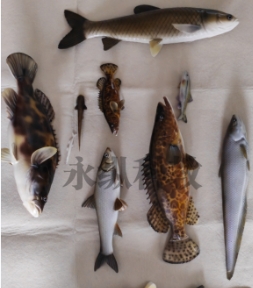 海洋生物标本的类型及制作注意事项