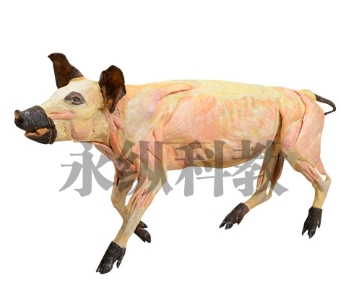 动物塑化标本的意义