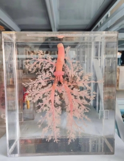 什么是铸型标本