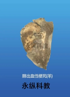 生物标本厂家为大家分享标本的详细分类