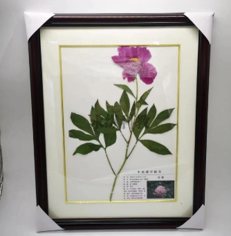 植物腊叶标本采集后如何进行处理呢？