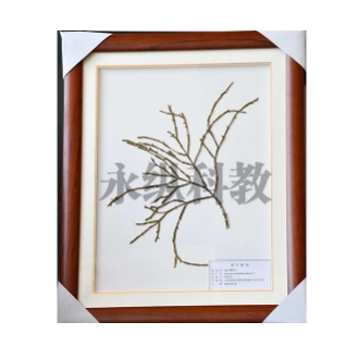 植物腊叶标本在保存过程中有哪些常见的错误？