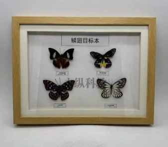 什么昆虫能做成标本呢