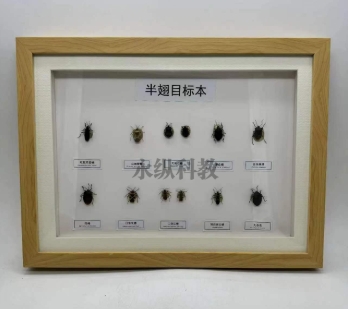 昆虫标本在科学研究中有何重要意义？