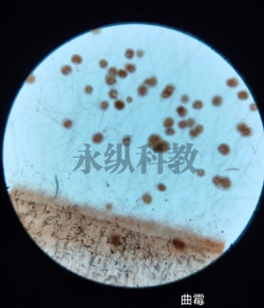 生物切片制作中如何保证样本完整性