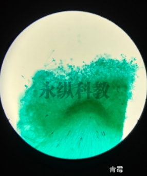 生物切片观察时需要注意哪些细节