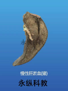 动物标本有哪些常见类型和用途