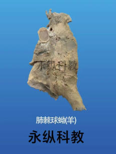 动物塑化标本的保存和维护需要注意什么 动物塑化标本的保存和维护需要注意什么