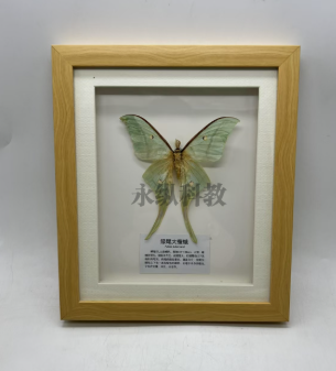 干制标本中常见的问题有哪些