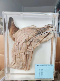 动物标本保存中如何防止变色