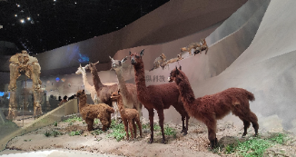 制作动物标本的作用和意义