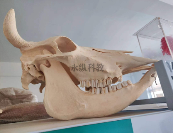 动物骨骼标本有哪些用途