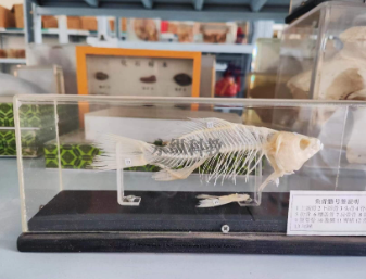 动物骨骼标本制作有哪些常见错误