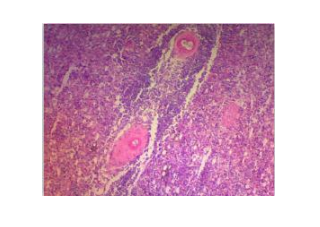 医学病理切片的核心定义