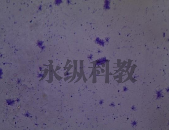 微生物切片样本在制备的注意事项有哪些