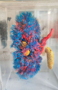 动物铸型标本的定义与核心内涵