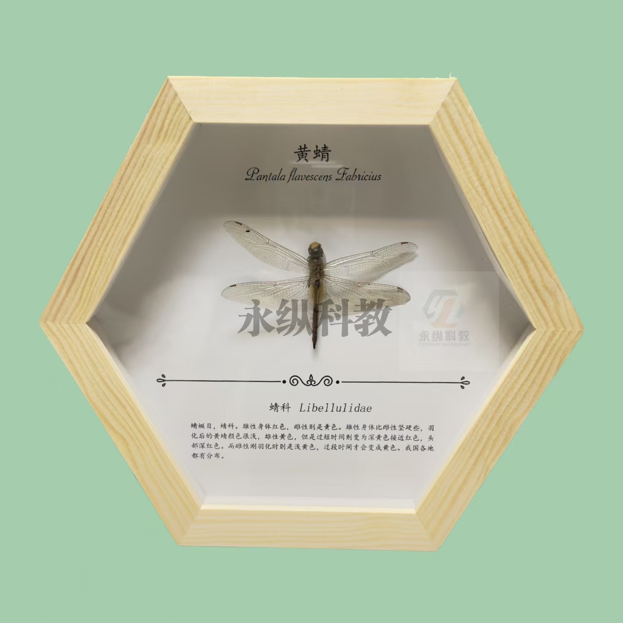 蜻蜓标本