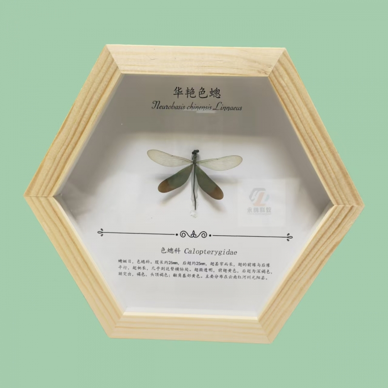 蜻蜓标本