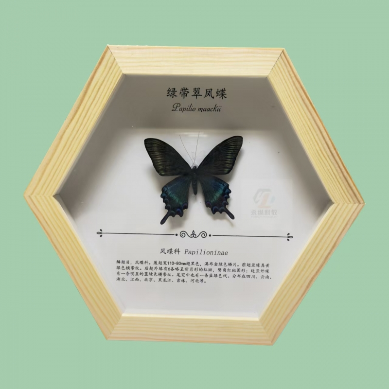 蝴蝶标本