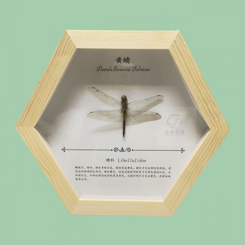 蜻蜓标本