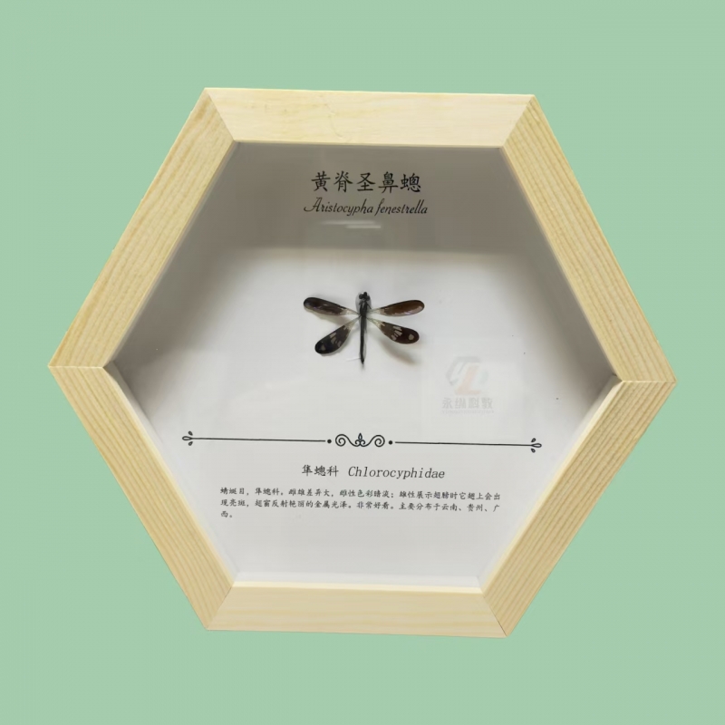 蜻蜓标本