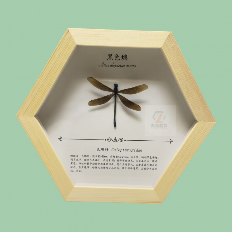 蜻蜓标本