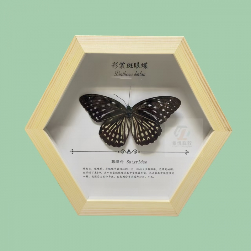 蝴蝶标本