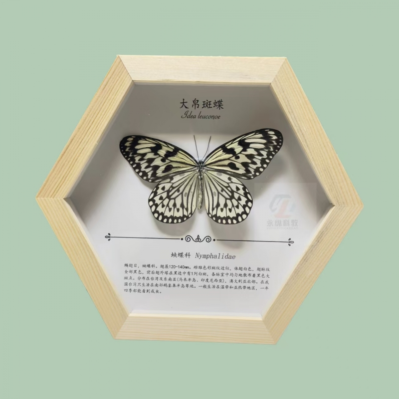 蝴蝶标本