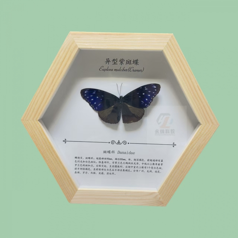 蝴蝶标本