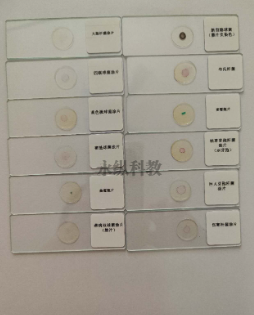 为什么要制作生物切片