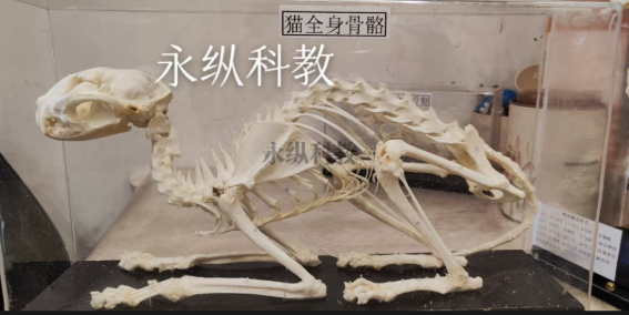 动物骨骼标本的定义与核心价值