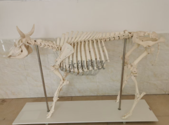 动物骨骼标本的制作核心流程