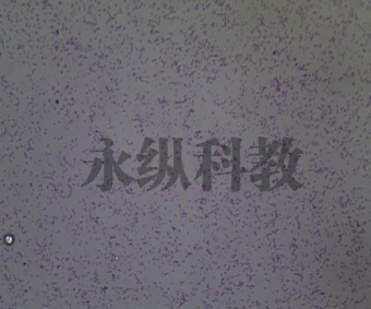 切片过程中如何保持样本完整性