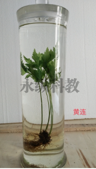 生物标本制作的核心步骤介绍