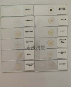 生物切片质量判断:从外观到结构的检查要点 生物切片质量判断:从外观到结构的检查要点