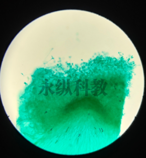 生物切片制作常见问题：切片碎裂、染色不均怎么解？