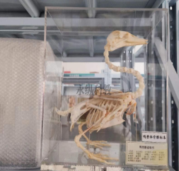 如何区分真假动物骨骼标本