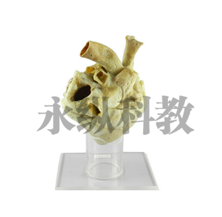 动物塑化标本是怎么做出来的? 动物塑化标本是怎么做出来的?