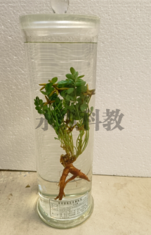 浸制标本的核心知识与常见问题解答