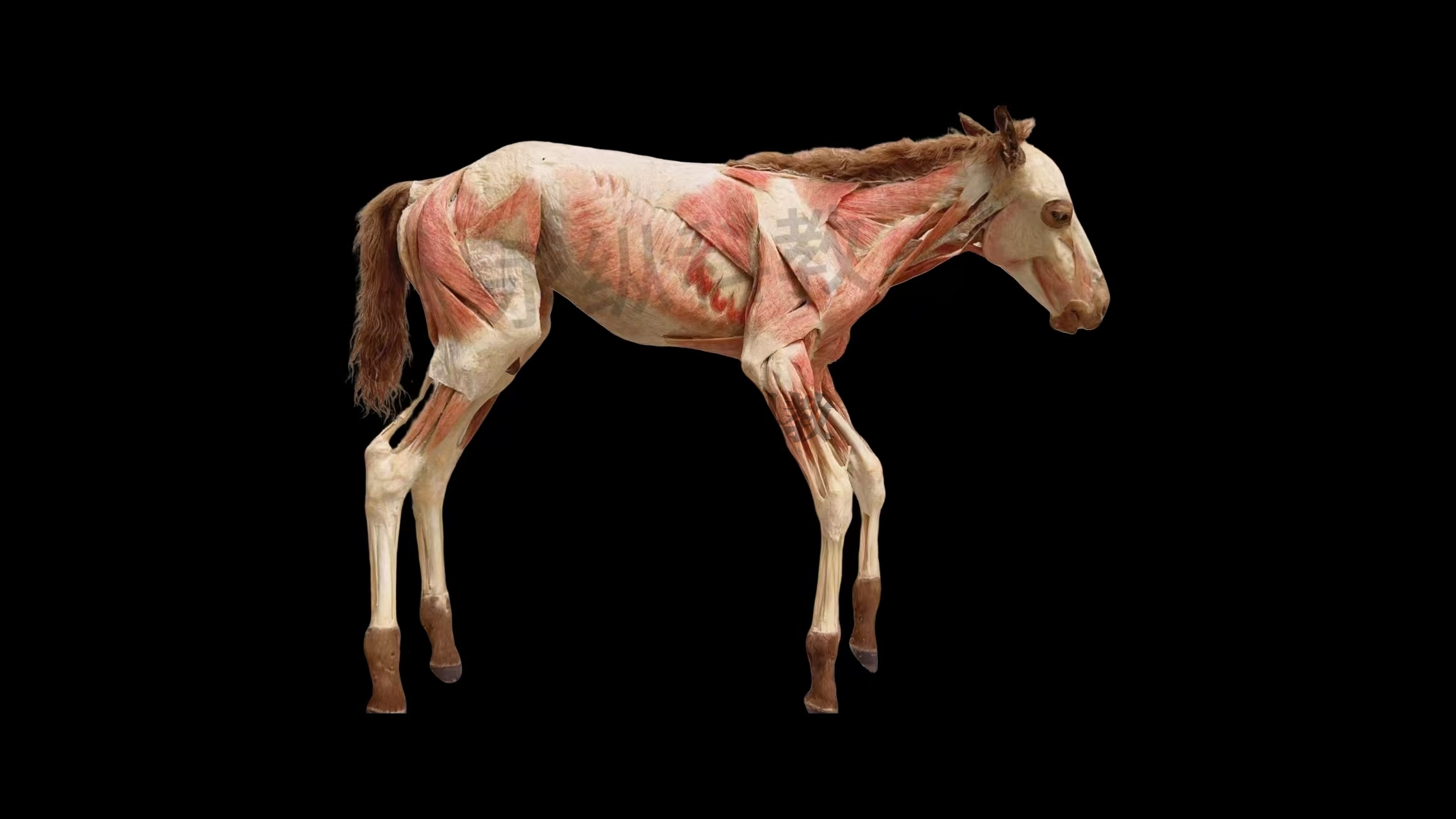 马塑化塑化标本