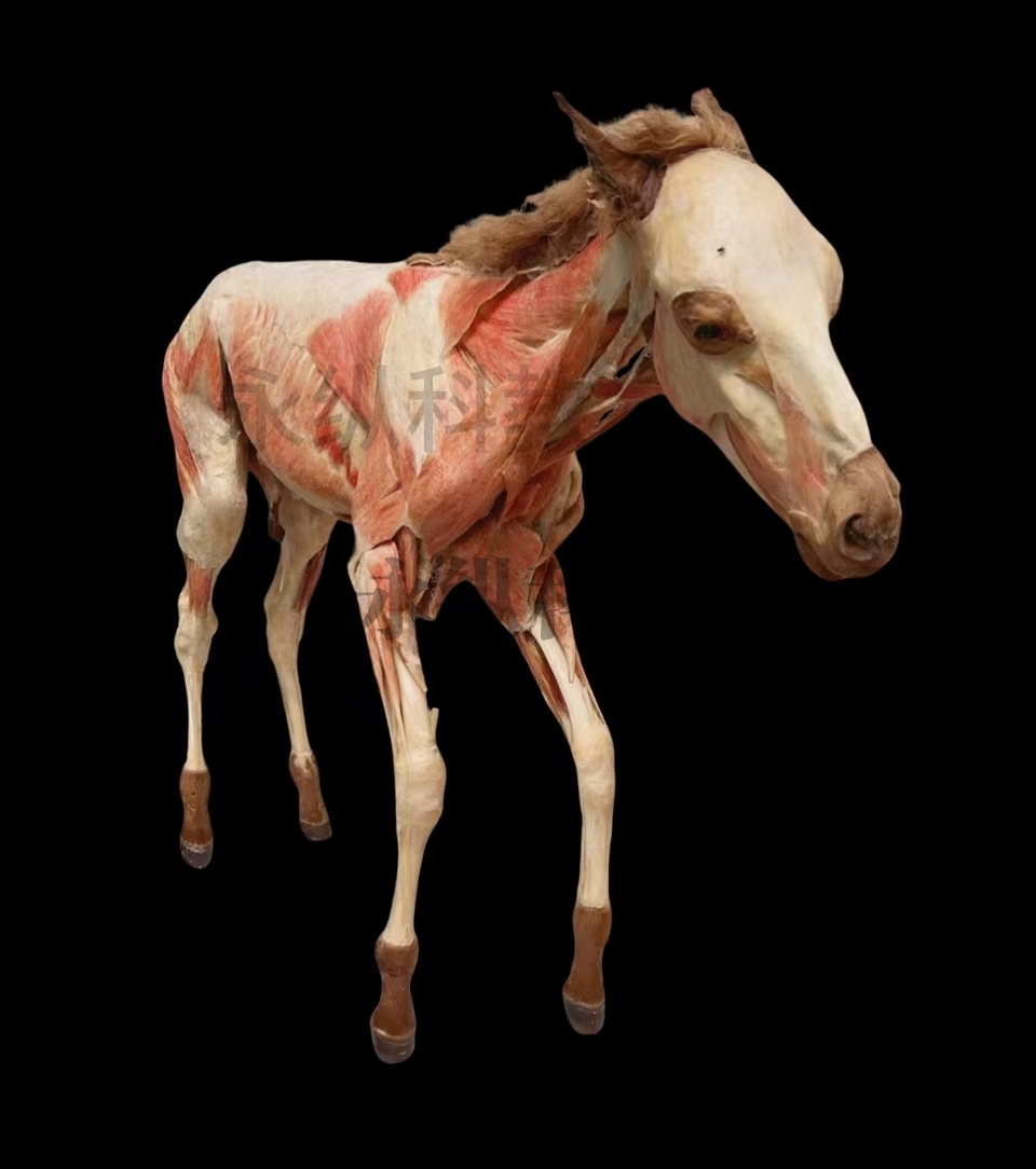 马肌肉塑化标本