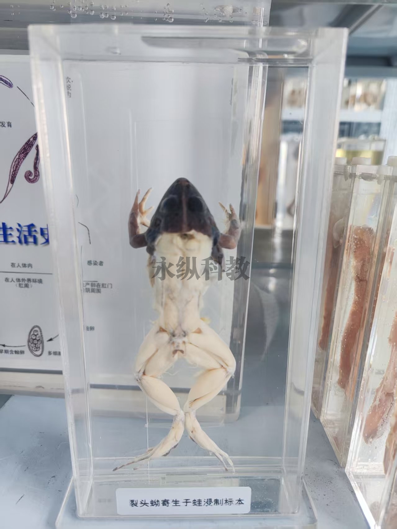 裂头蚴寄生于蛙浸制标本