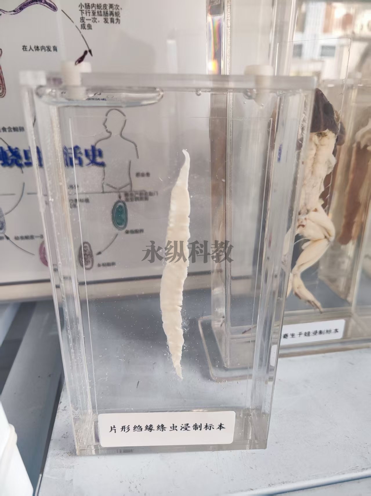 片形绉缘绦虫标本