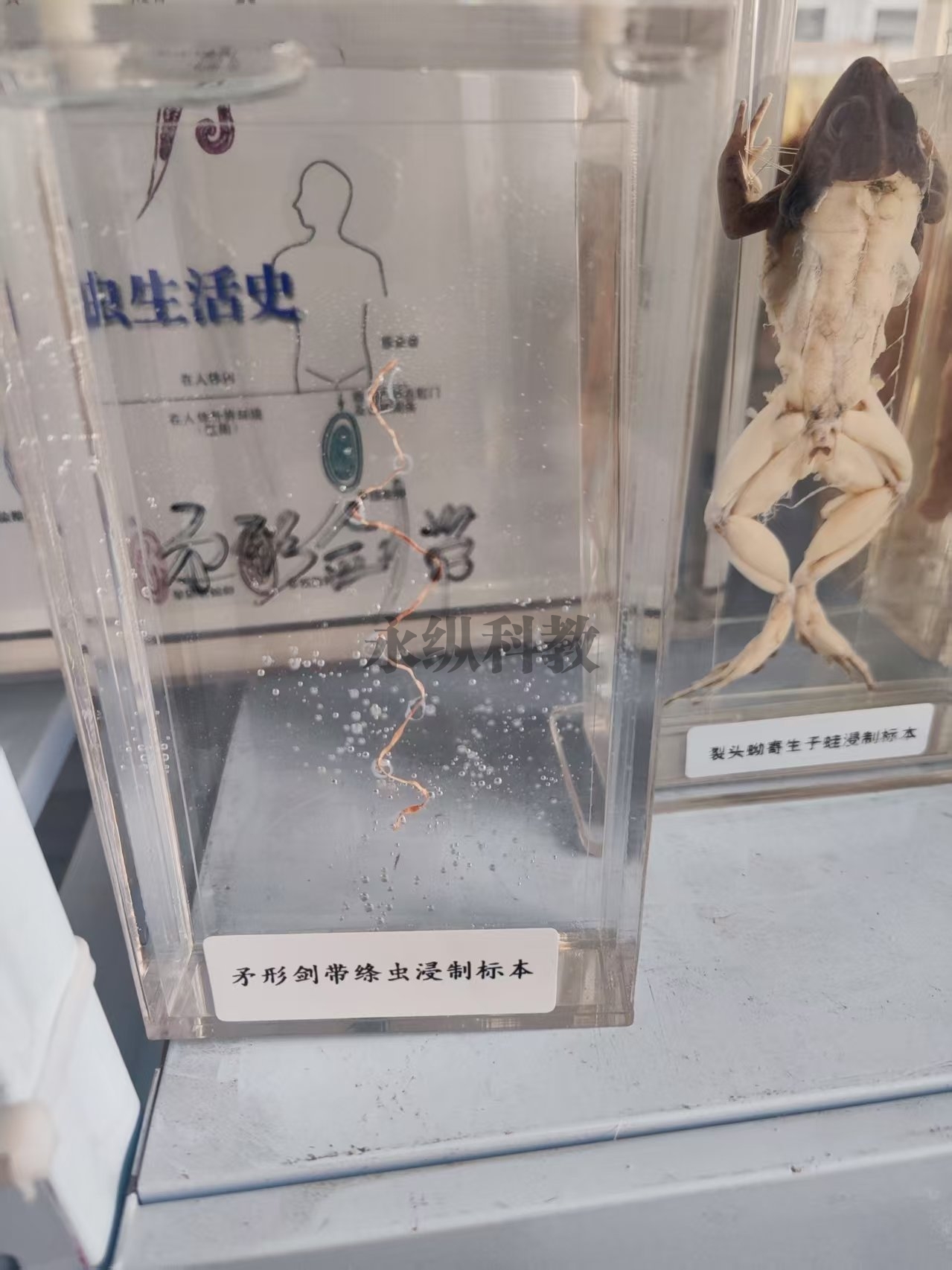 矛形剑带绦虫标本